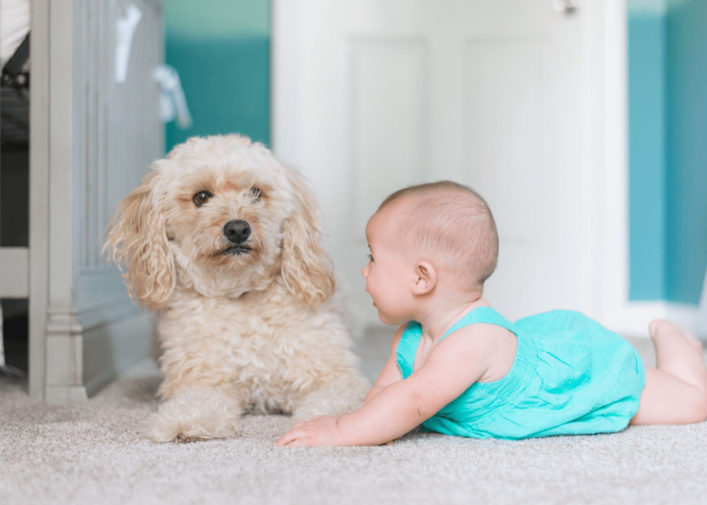 Benefits of Eco-Friendly Carpet Cleaning Services